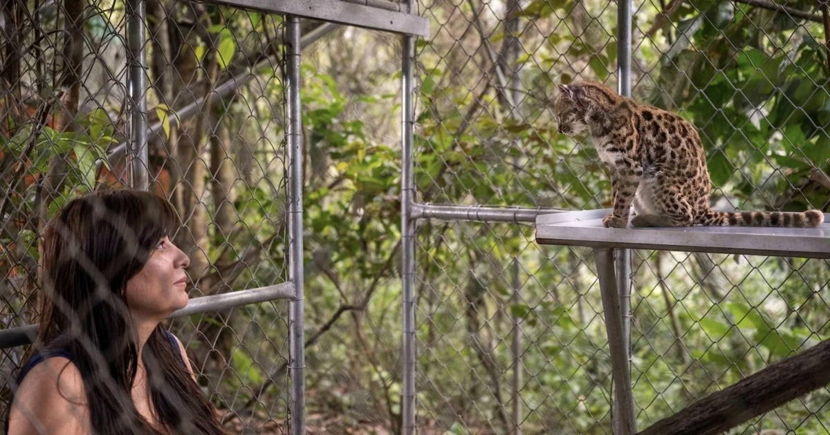 Хто стоїть за відкриттям Leopardus tilcayo: вчені та установи